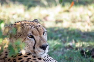 Beautiful closeup wildlife portrait of cheetah resting in the shadows in masai mara, kenya, africa. Safari and wild animal concept.