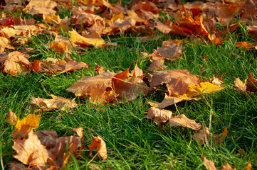 Beautiful fallen yellow red orange leaves on green grass close-up
