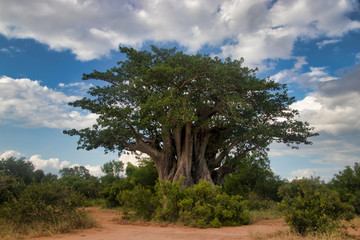 Fototapeta na wymiar Baobab tree in Swasiland