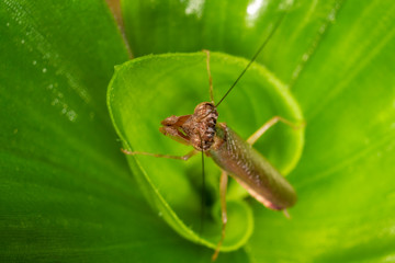 Mantis boxer Ephestiasula pictipes on the plant tradescantia, looking into the lens, horizontal image, green background, portrait.