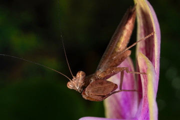 Mantis boxer Ephestiasula pictipes on Orchid flower, looking down, horizontal image with dark background.