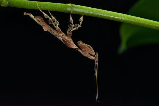 The Ghost mantis Phyllocrania paradoxa sits on a stem upside down, a horizontal image with a dark background. In the photo the male.