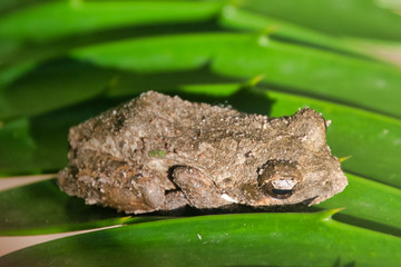 frog in the grass