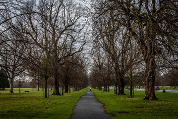 Perspective view of a park pathway while people run, with irregular path shaped by green grass and surrounded by leafless trees in winter. Concept of tranquility, relax and fitness.
