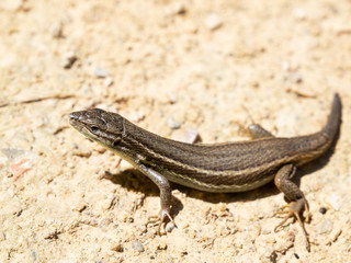Lizard sunbathing on a summer afternoon.