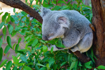 A koala on a gum tree in Australia