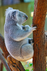 A koala on a gum tree in Australia