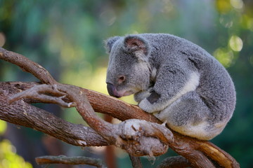 A koala on a gum tree in Australia