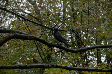 Large crow standing on a tree branch
