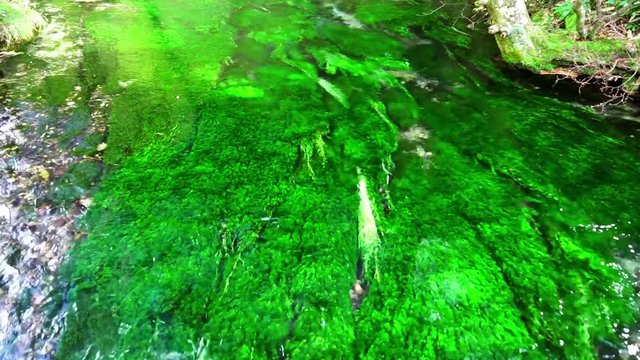 【長野県】上高地　清水川の清流