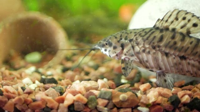 Megalechis thoracata (black marble hoplo) swims in home aquarium on background of other fish and green plants