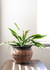 Potted Plant in Front of Window in Bright Room