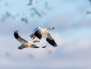 Snow geese gathering in Quebec Canada preparing for the migration south.