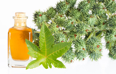 Ricinus communis - Castor oil bottle with castor fruits, seeds and leaf