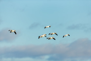 Snow geese gathering in Quebec Canada preparing for the migration south.