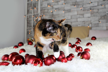 Beautiful tricolor cat stands, mouth open, on the bed, among red Christmas balls of different sizes, holiday lights, the concept of Christmas and New Year, cozy home, close-up