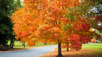 Naklejka premium fall colors