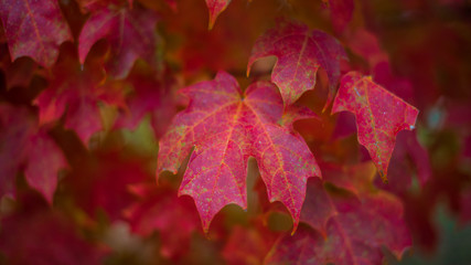 Fort Mill SC Fall Colors