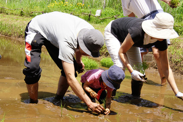 親子の田植え