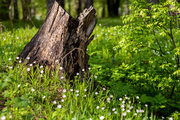 Obraz premium A fragment of a picturesque spring meadow with an old stump and a blooming addersmeat (Stellaria holostea or greater stitchwort)