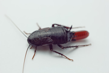 Red pregnant cockroach with an egg, on a white isolated background. Macro photo close-up.