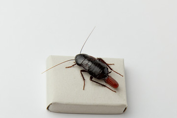 Red pregnant cockroach with an egg, on a white isolated background. Macro photo close-up.
