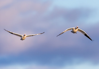 Snow geese gathering in Quebec Canada preparing for the migration south.