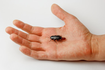 Red pregnant cockroach with an egg on a human hand. Macro photo close-up.