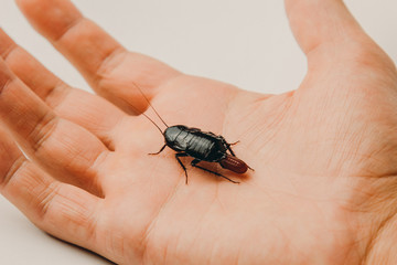 Red pregnant cockroach with an egg on a human hand. Macro photo close-up.