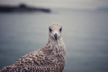 Seagull portrait