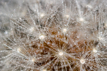 Beautiful background of common dandelion (Taraxacum officinale) seeds covered with drops of water, macro view