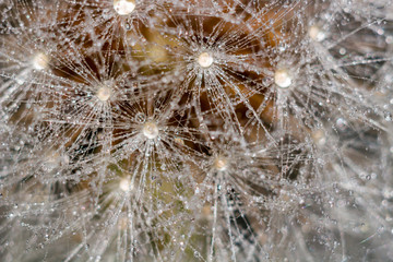 Beautiful background of common dandelion (Taraxacum officinale) seeds covered with drops of water, macro view