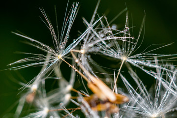 Beautiful background of common dandelion (Taraxacum officinale) seeds covered with drops of water, macro view