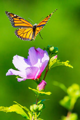 butterfly on flower