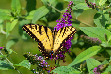 butterfly on flower