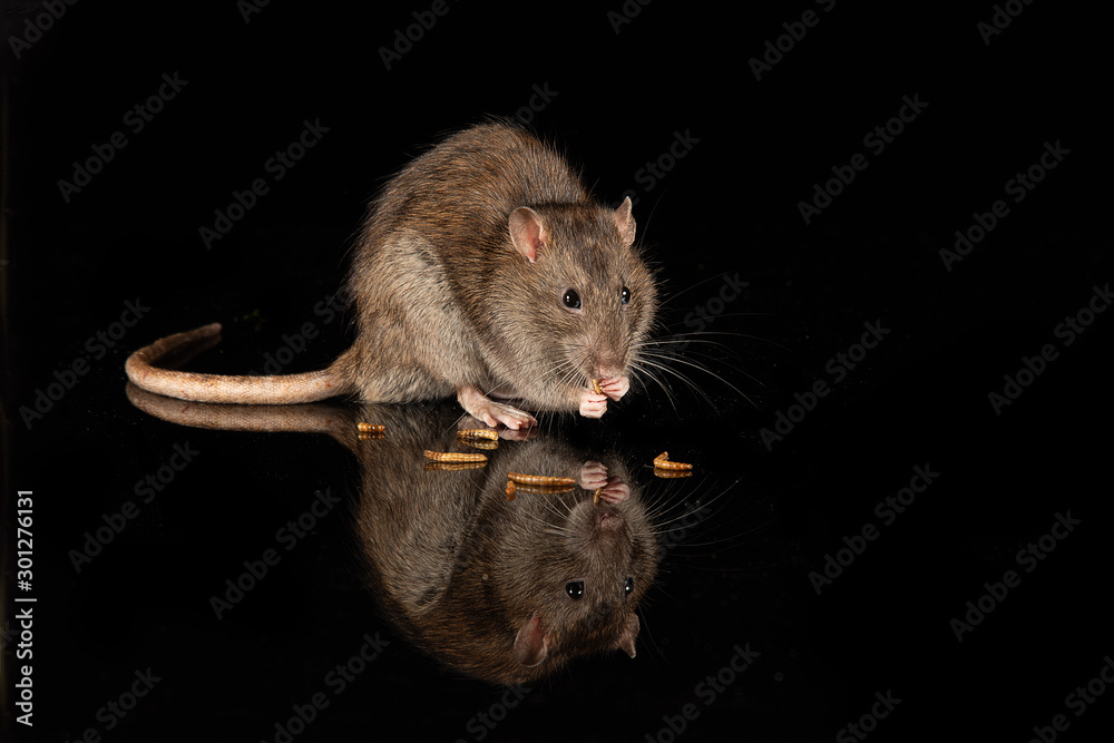 Poster a close up captive common rat on a reflective black surface. it is eating feeding on mealworms and t
