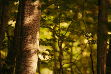 A forest in Abruzzo, Italy