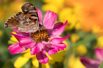 butterfly on flower