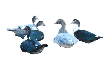 Many ducks are sleeping Separately set on a white background