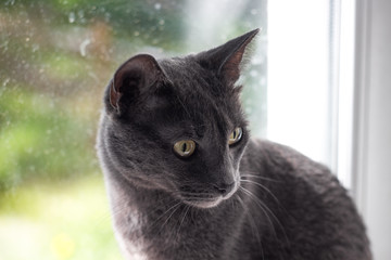 Beautiful young gray cat looks away