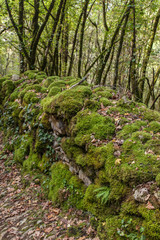 La Roque Gageac (Dordogne, France) - Chemin en foret