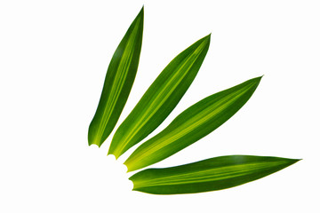 Obraz premium Set of green tree leaves and branches with raindrops isolated on white background