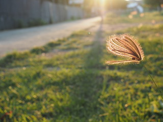 Yellow leaf and grass flower on the ground