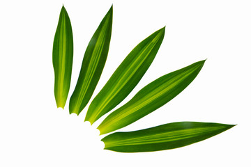 Set of green tree leaves and branches with raindrops isolated on white background