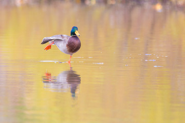 Mallard drake relaxing in autumn