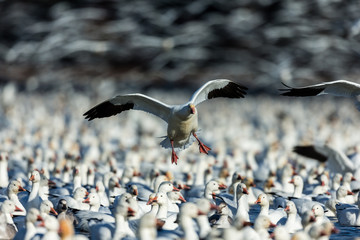 Snow geese gathering in Quebec Canada preparing for the migration south.