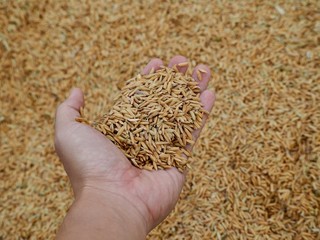 Man hand holding brown glod sticky rice seed that dry on the floor after harvesting from the farm.