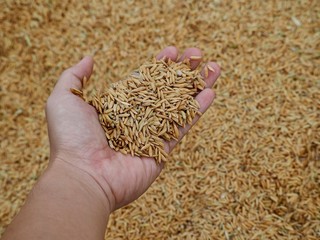 Man hand holding brown glod sticky rice seed that dry on the floor after harvesting from the farm.