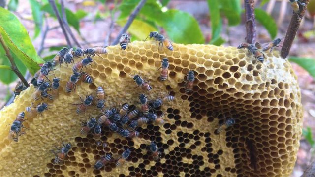Honey Bee nest in the middle of the forest. Little wild hive with bees on tree