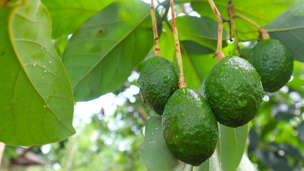 Avocado balls in the stem, green leaves 
